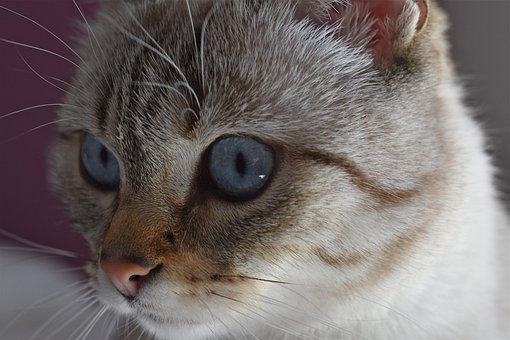 300以上の無料青目猫 猫画像