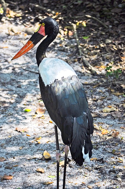 Free Saddle-Billed Stork Bird photo and picture
