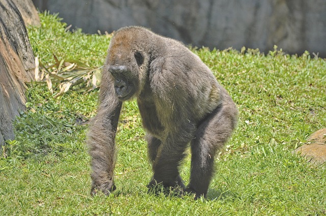 Free Gorilla Mammal photo and picture