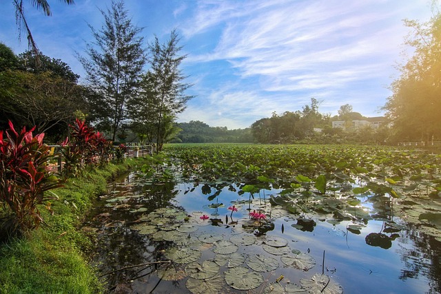 Panorama, Natureza, Floresta, Nuvens