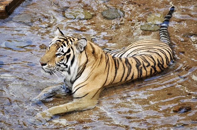 Free Tigers Wildcats photo and picture