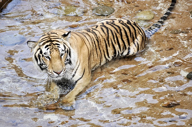 Free Tigers Wildcats photo and picture