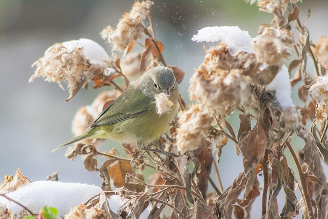 Free Bird Warbler photo and picture