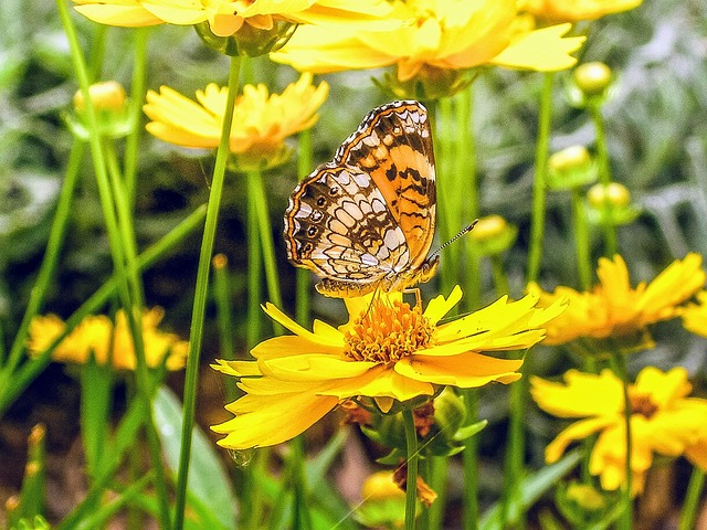 Free Butterfly Yellow photo and picture