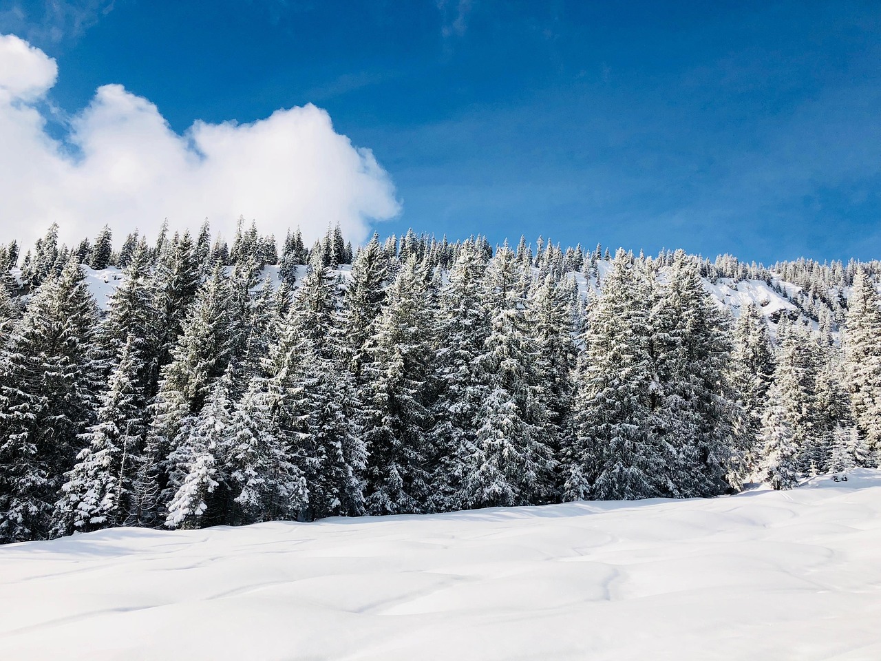 冬 木 風景 - Pixabayの無料写真 - Pixabay