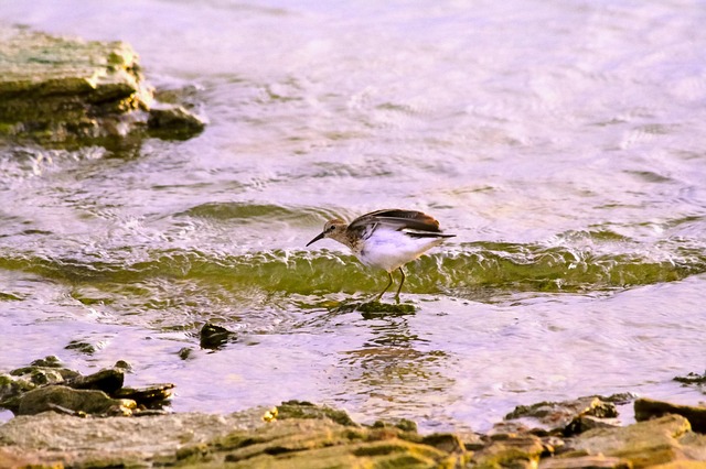 Free Sandpiper Bird photo and picture
