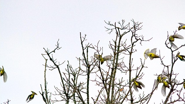 Free Cedar Waxwing Bird photo and picture