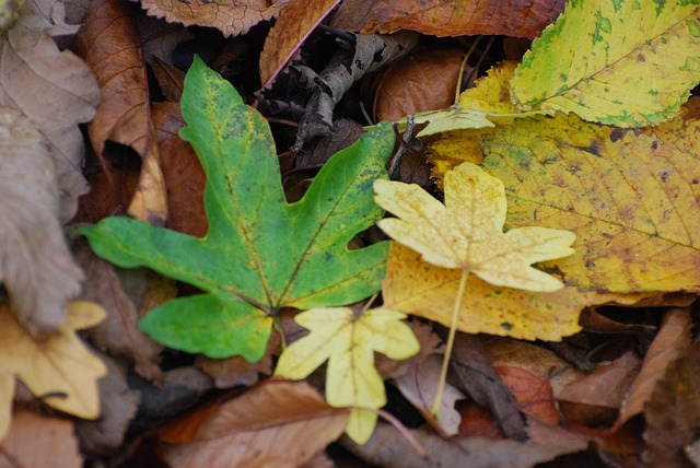 Free Leaves Field Maple photo and picture