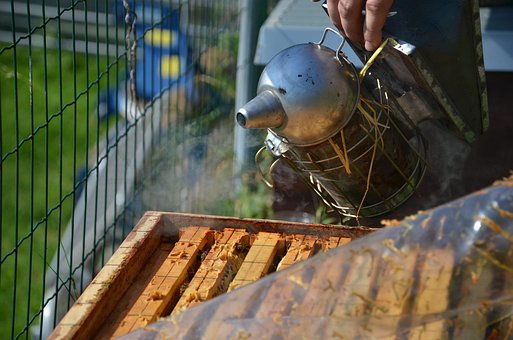 Free Bee Honey photo and picture