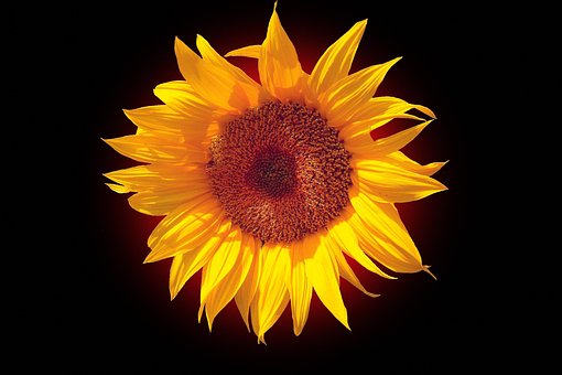 Free Nature Flower photo and picture