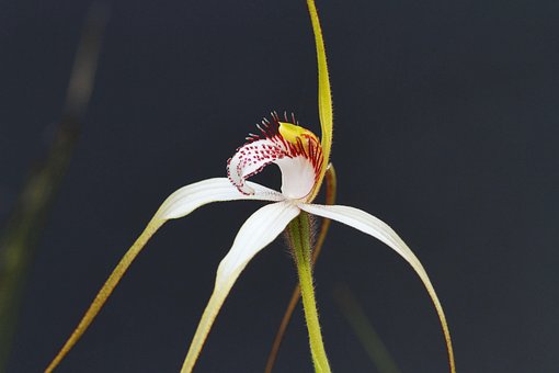 White Spider Orchid, Orchideeën