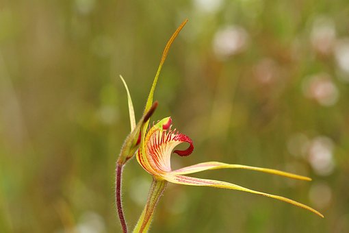 King Spider Orchid, Caladenia Pectinata