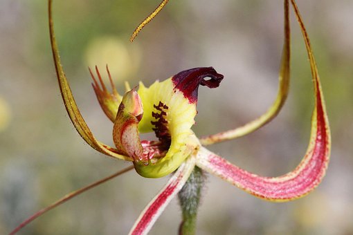 Vlinder Orchidee, Orchideeën