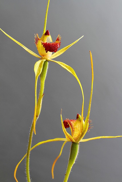 Caladenia Procera, Carbunup King Spider
