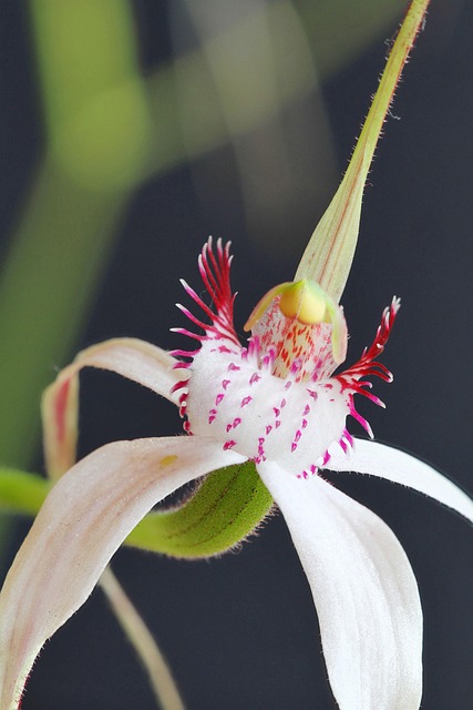 Kojonup, Christine ' S Spider Orchid