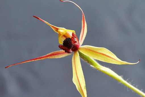 Kojonup, Springen Spider Orchid