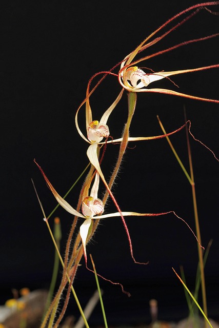 West-Slierten Spider Orchid, Orchideeën
