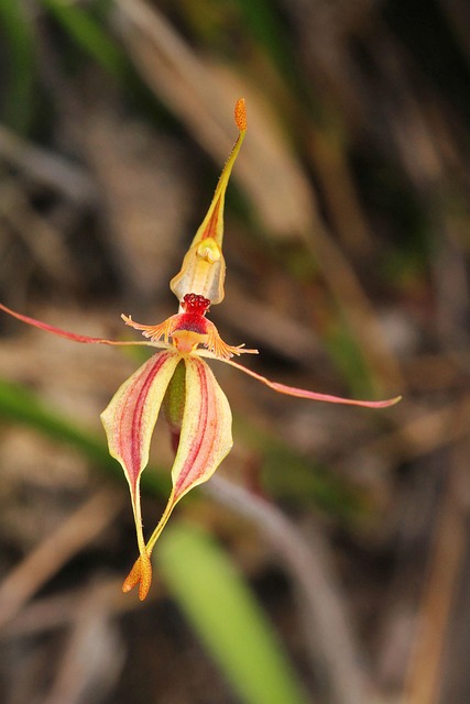 Stirling Ranges, Krab-Lipped Orchidee