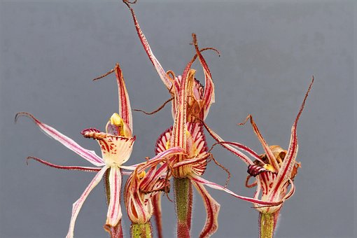 Gevangene Orchidee, Focus Stack