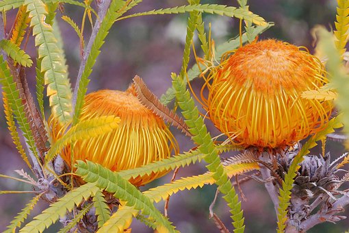 Dryandra Formosa, Protoeaceae