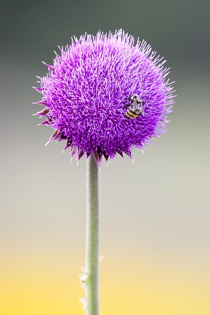 Free Bee Flower photo and picture