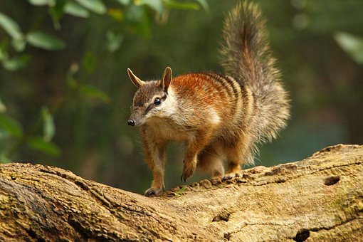 Dier, Numbat, Zoogdier, Soort, Fauna