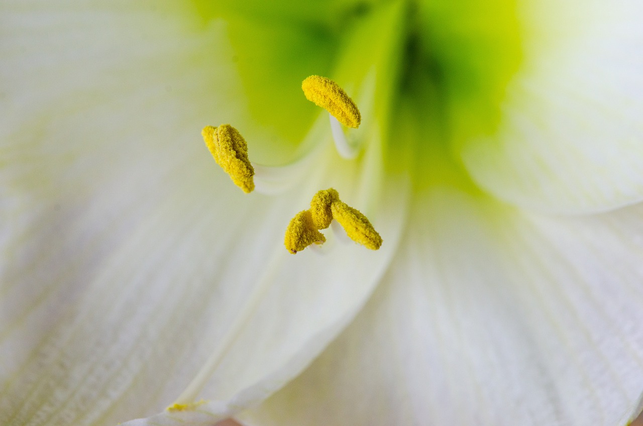 Amaryllis - free online jigsaw puzzle photo