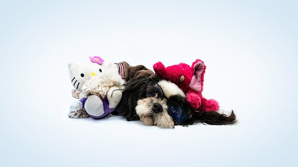 Free Dog Cane photo and picture