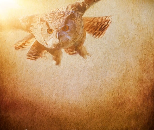 Free to paint art owl illustration