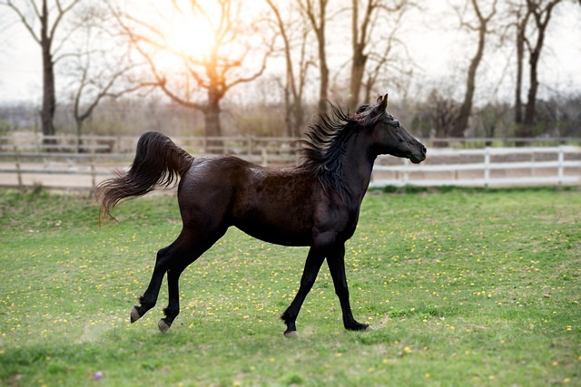 Free Animal Horse photo and picture Free Animal Horse photo and picture