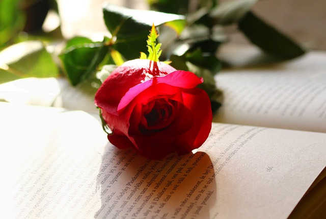 Free Roses Love photo and picture