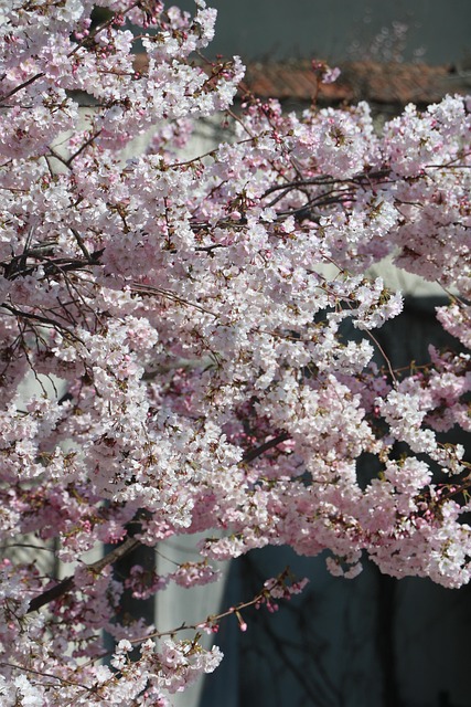 Rosa, Blume, Baum, Frühling, Natur