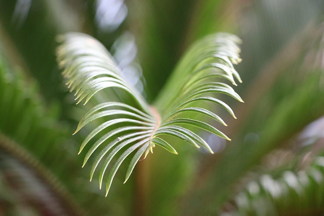 Pflanze, Natur, Blume, Garten, Frühling