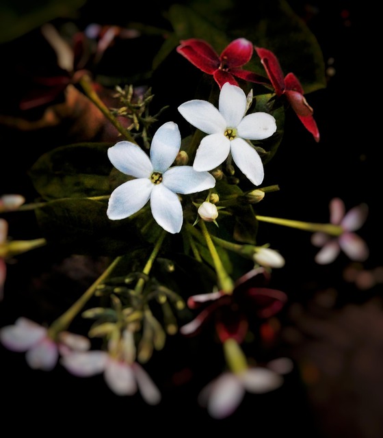 Poca Luz, Blanco, Flor, Hermosas Flores