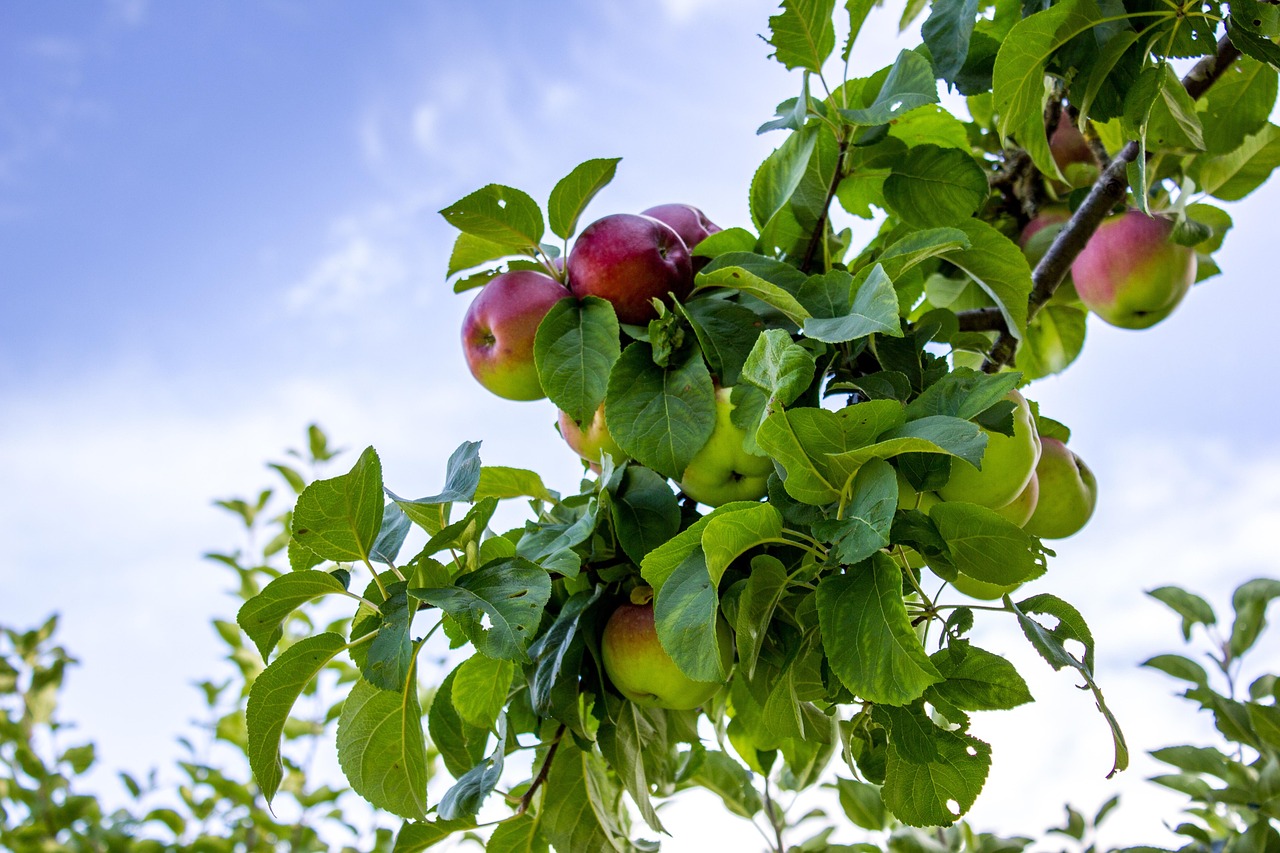 Apple Tree Sky Free photo on Pixabay Pixabay