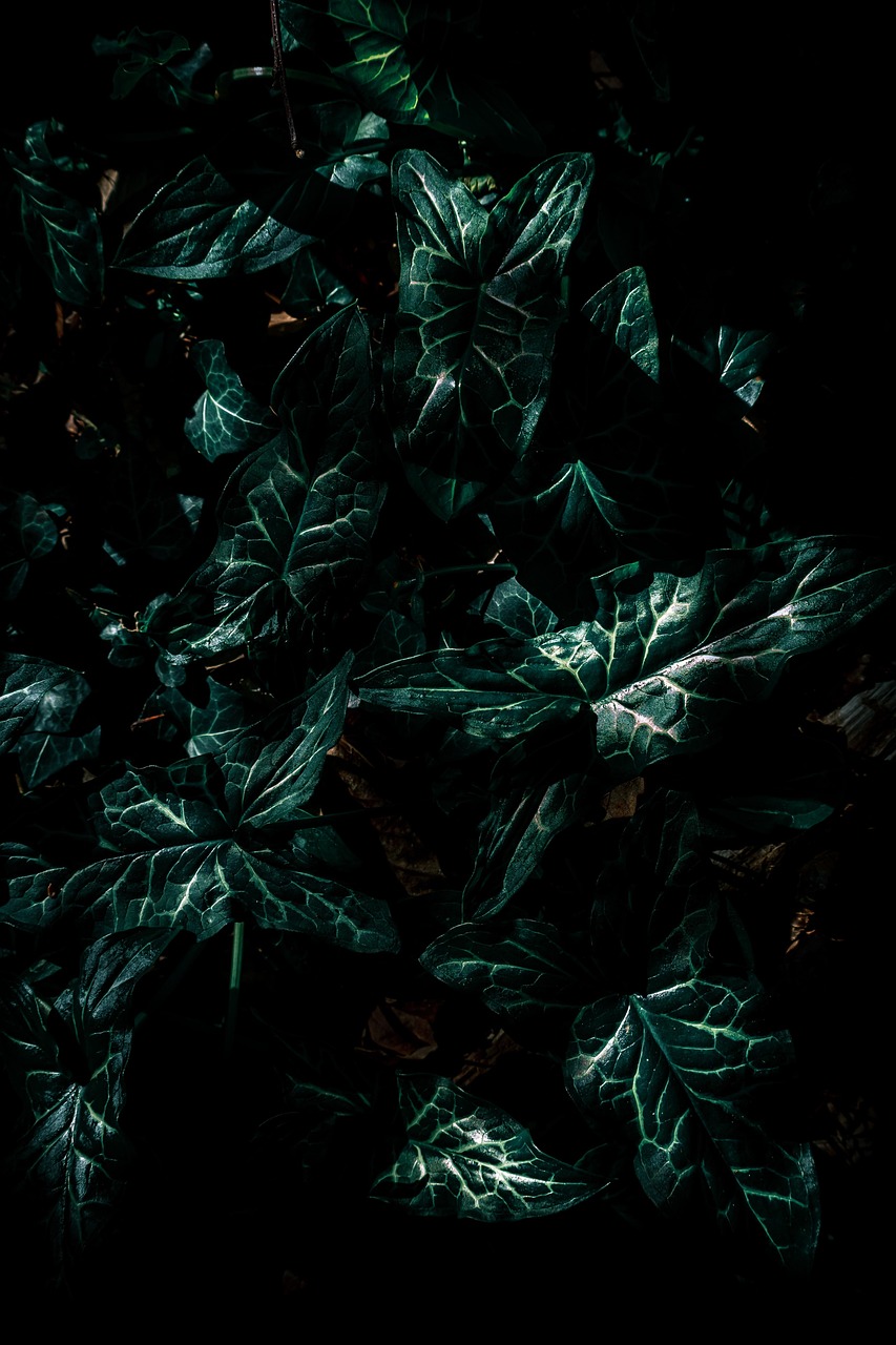 Free Natural World Texture photo and picture