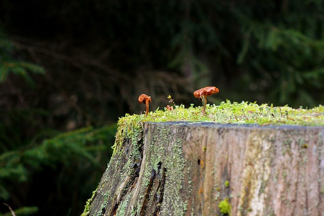 Free Mushrooms Forest photo and picture