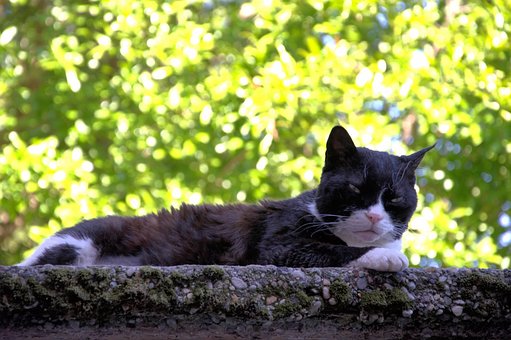 Gato, Animal, Natureza, Resto