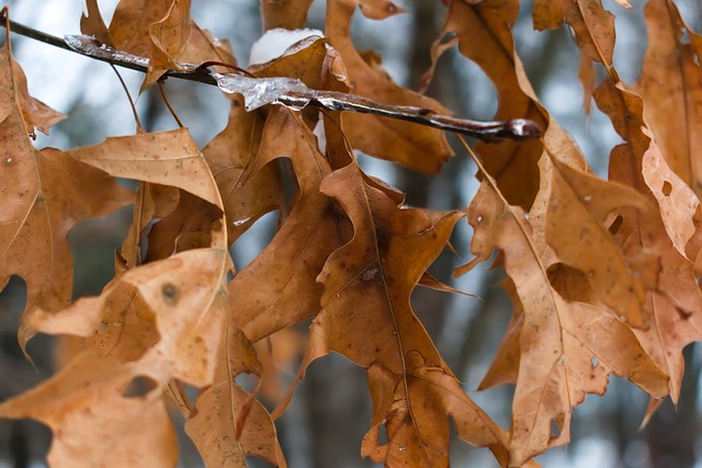 Blätter, Natur, Blatt, Herbst, Wald
