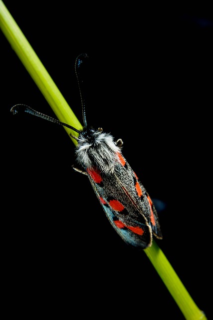 Free Macro Nature photo and picture