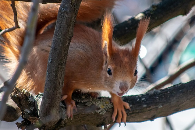Free Chipmunk Animals photo and picture