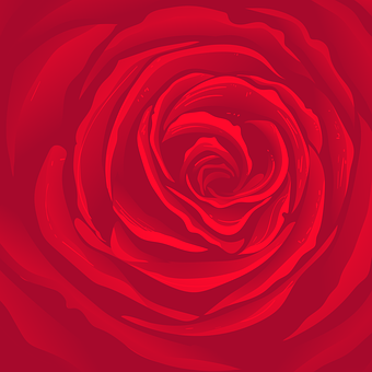 Rose, Blomst, Bloom, Roser, Rød