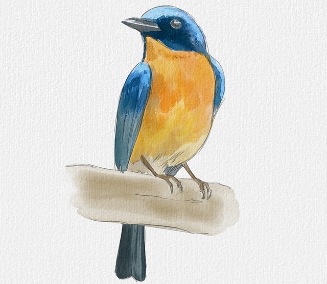 Free bird animal wild illustration