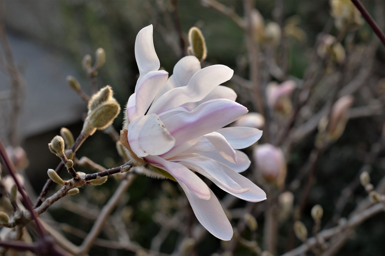 Magnolia Close Up Blossom - Free photo on Pixabay - Pixabay