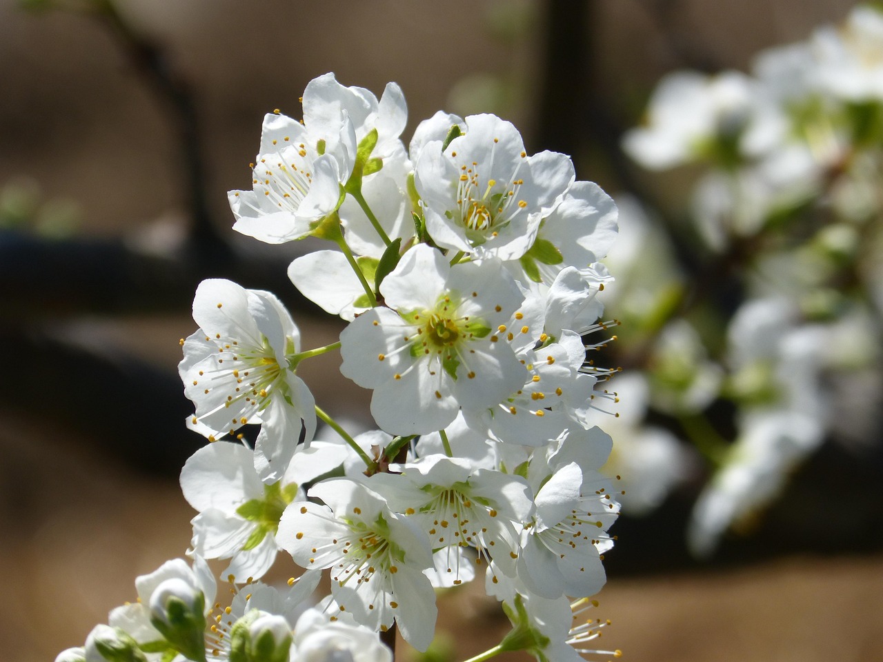 Bunga Ceri Pohon Berbunga - Foto gratis di Pixabay - Pixabay