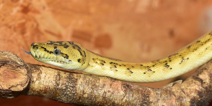 Free Line Python photo and picture