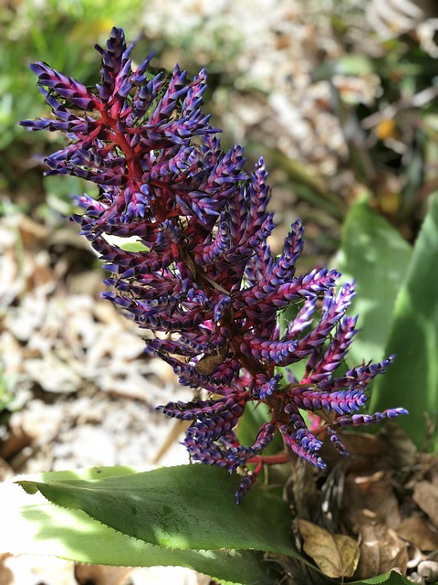 Blomst, Natur, Hervey Bay, Australien