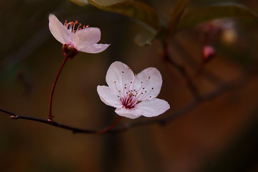 1000以上の無料梅の花 梅画像 Pixabay