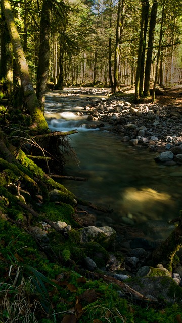 Free Stream Vosges photo and picture