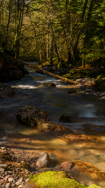 Free Stream Vosges photo and picture
